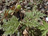 View full-size image Adonis amurensis