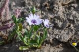 View full-size image Epilasia mirabilis