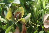 View full-size image Helleborus abchasicus