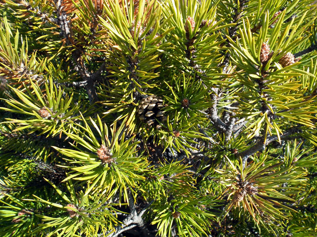 Image of Pinus friesiana specimen.