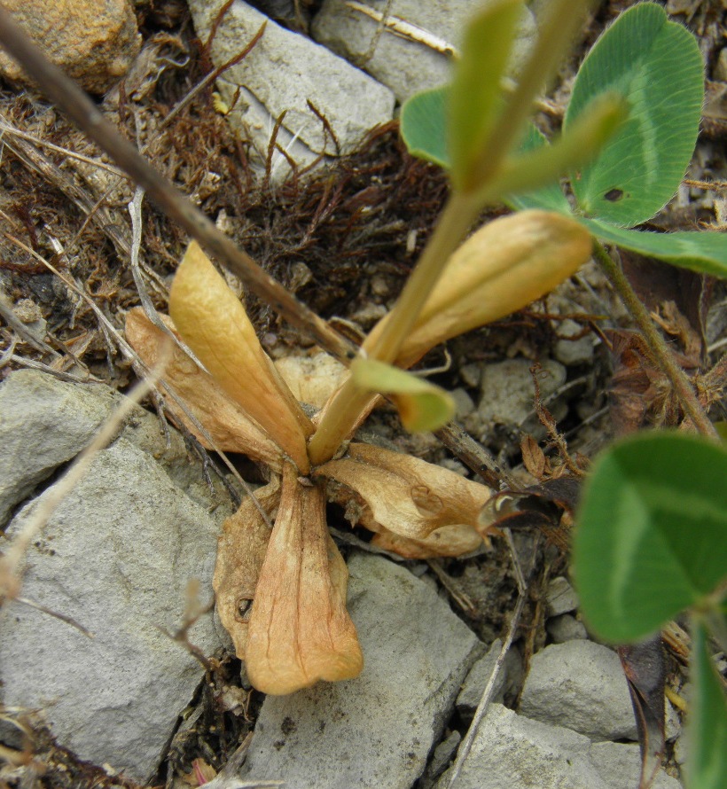 Изображение особи Centaurium erythraea.