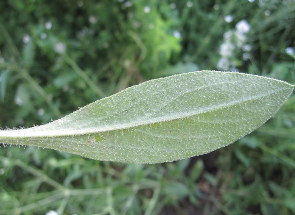 Image of Silene dichotoma specimen.