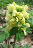 Corydalis marschalliana. Верхушка цветущего растения. Крым, гора Северная Демерджи, буковый лес. 25 апреля 2010 г.