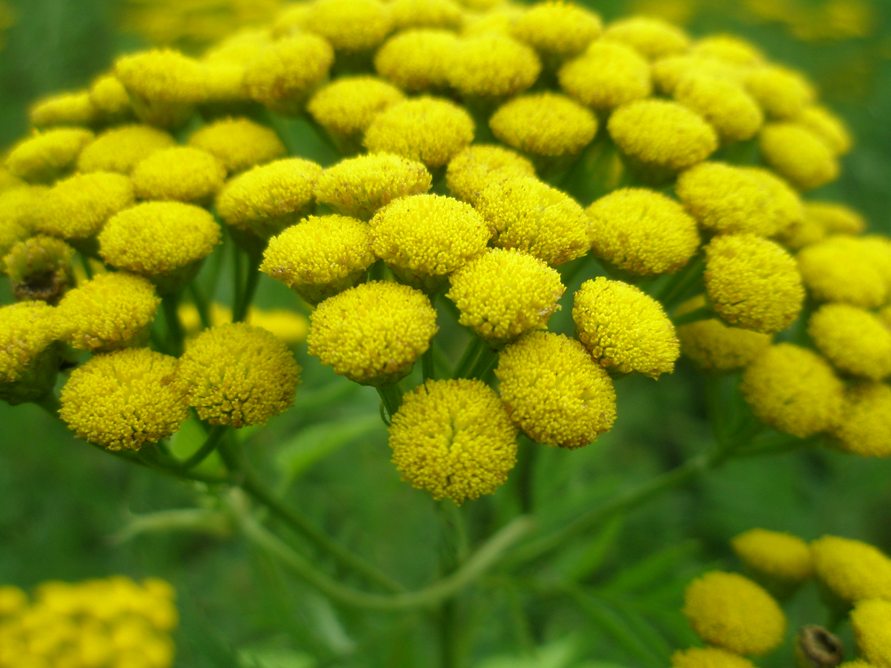 Image of Tanacetum vulgare specimen.