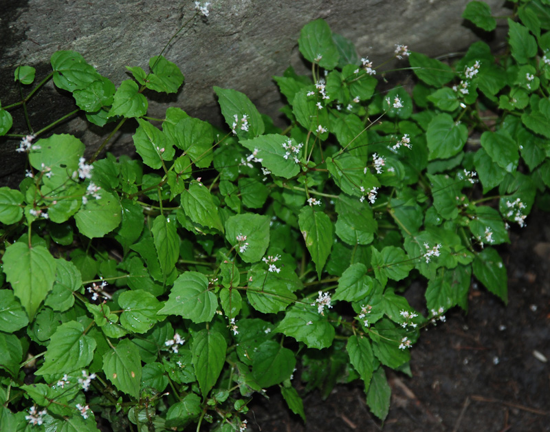 Image of Circaea caulescens specimen.