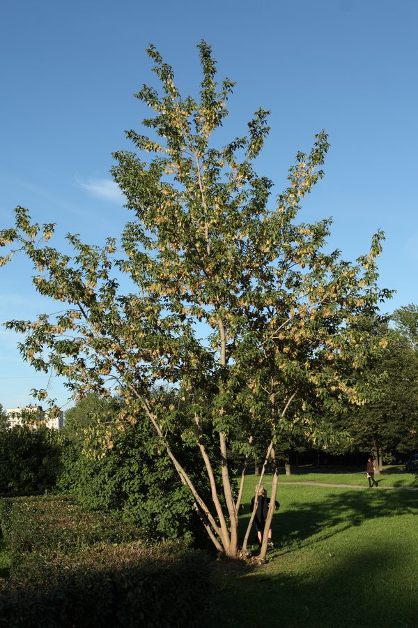 Image of Acer negundo specimen.