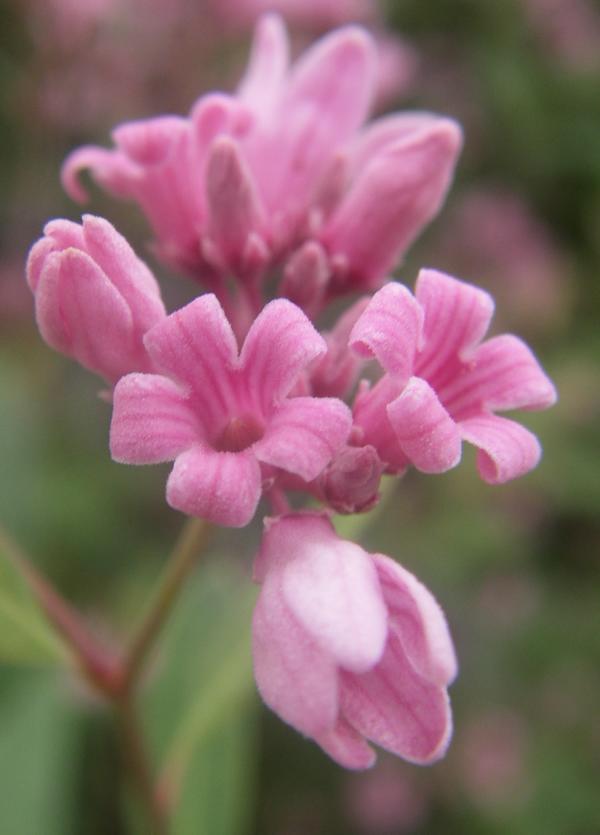 Изображение особи Trachomitum lancifolium.