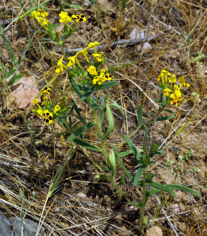 Изображение особи Arnebia coerulea.