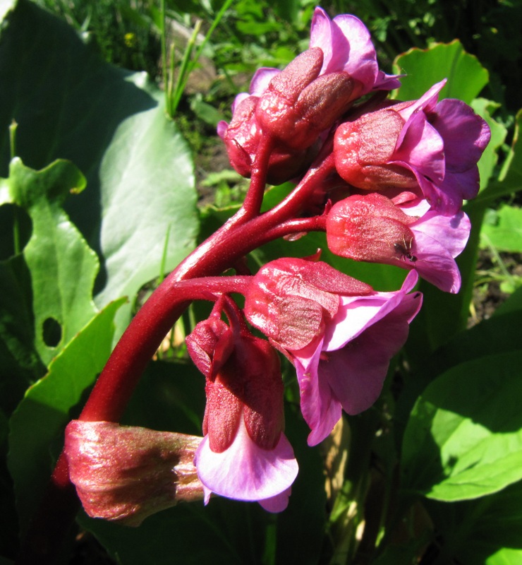 Image of Bergenia crassifolia specimen.