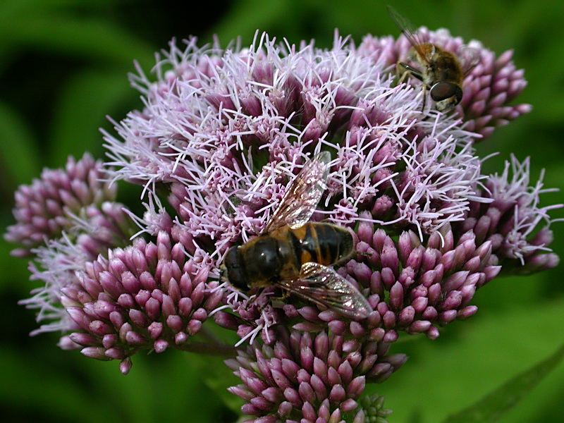 Изображение особи Eupatorium cannabinum.