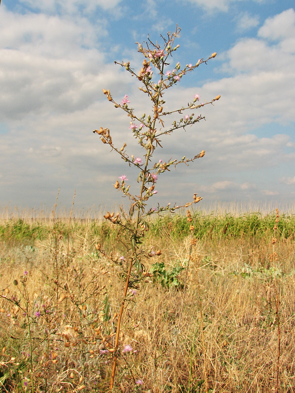 Image of genus Centaurea specimen.