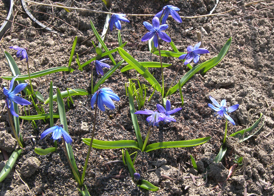 Image of Scilla siberica specimen.