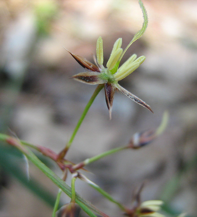 Image of Luzula forsteri specimen.