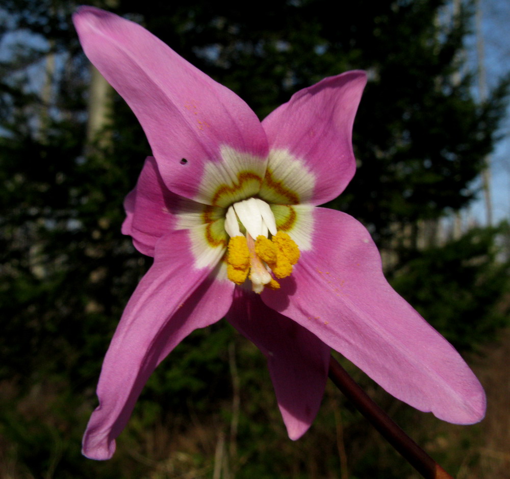 Изображение особи Erythronium sajanense.