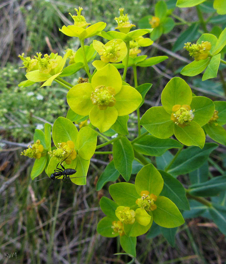 Изображение особи Euphorbia macrorhiza.