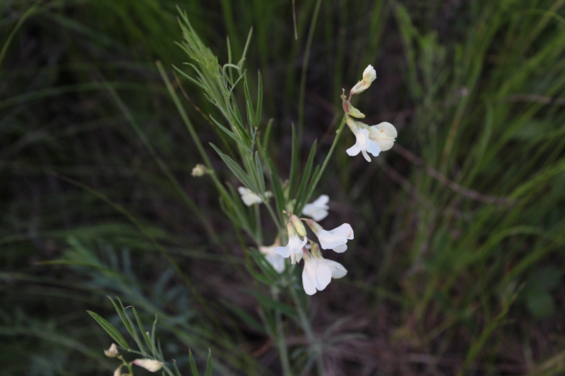 Image of Lathyrus pallescens specimen.