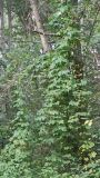 Humulus lupulus. Плодоносящее растение на опушке сероольшаника. Псковская обл., Себежский р-н, конец августа.