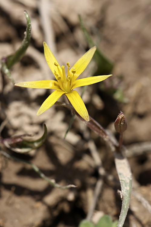 Image of Gagea turkestanica specimen.