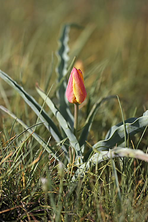 Изображение особи Tulipa lemmersii.