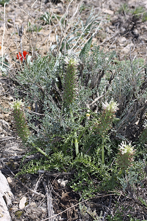 Изображение особи Pedicularis olgae.