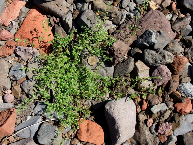 Image of Bothriospermum tenellum specimen.