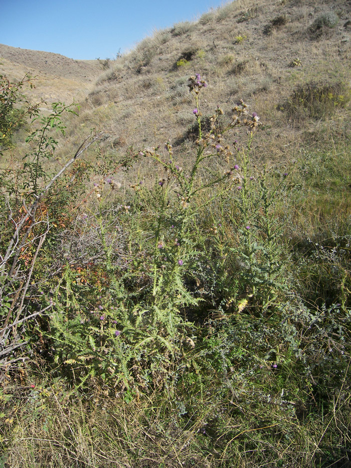 Image of Cirsium aduncum specimen.