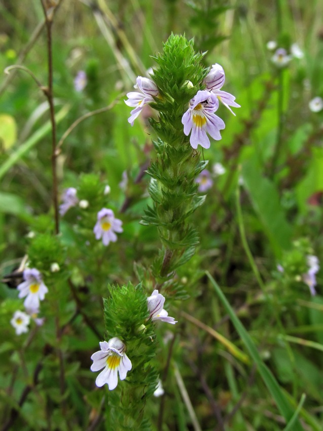 Изображение особи род Euphrasia.