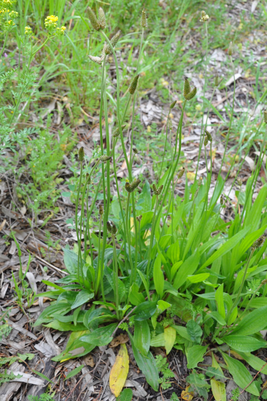 Изображение особи Plantago lanceolata.