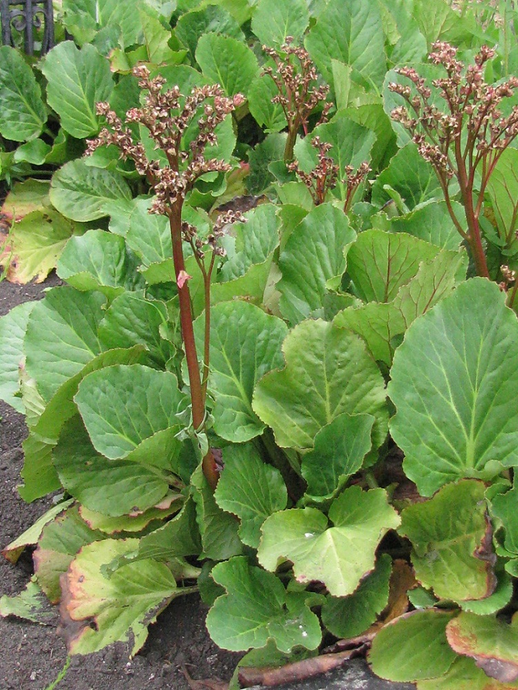 Image of Bergenia crassifolia specimen.