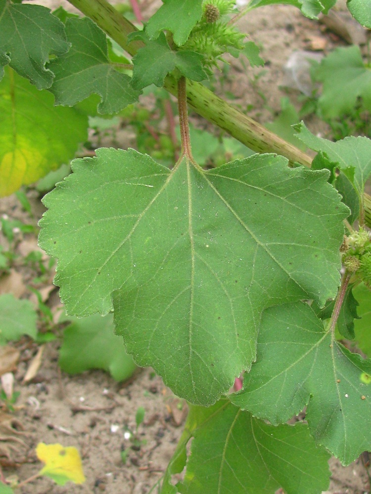 Image of Xanthium orientale specimen.