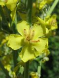 Verbascum speciosum