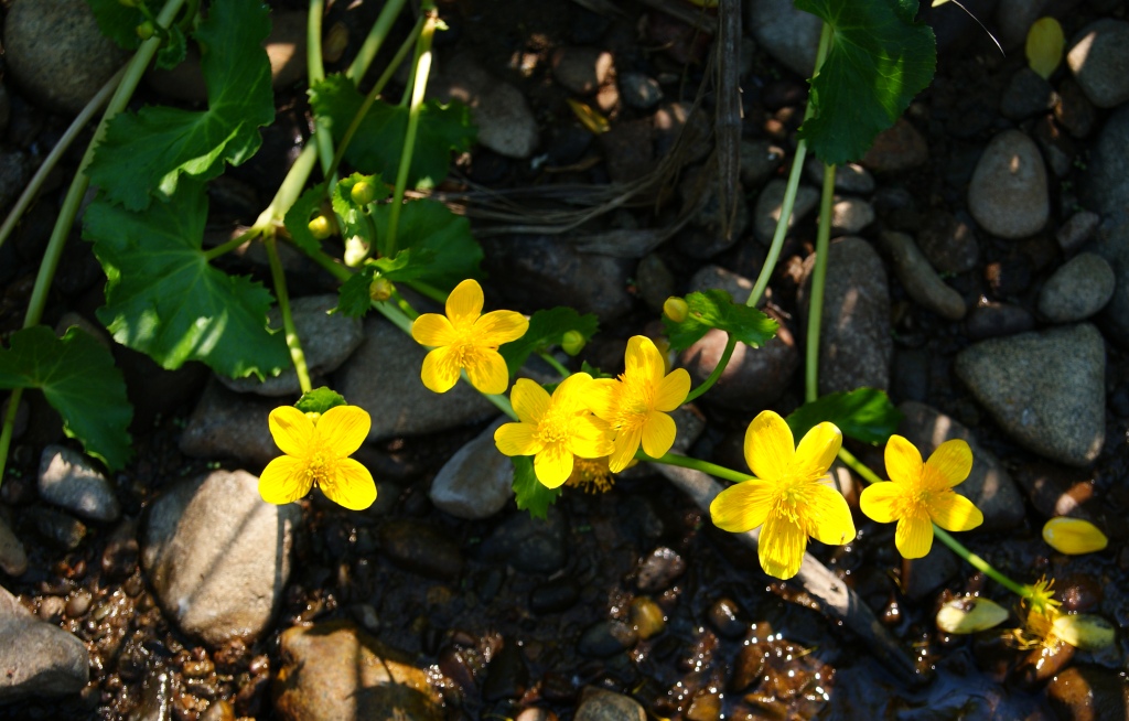 Image of Caltha membranacea specimen.