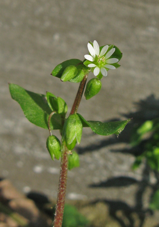 Image of Stellaria media specimen.