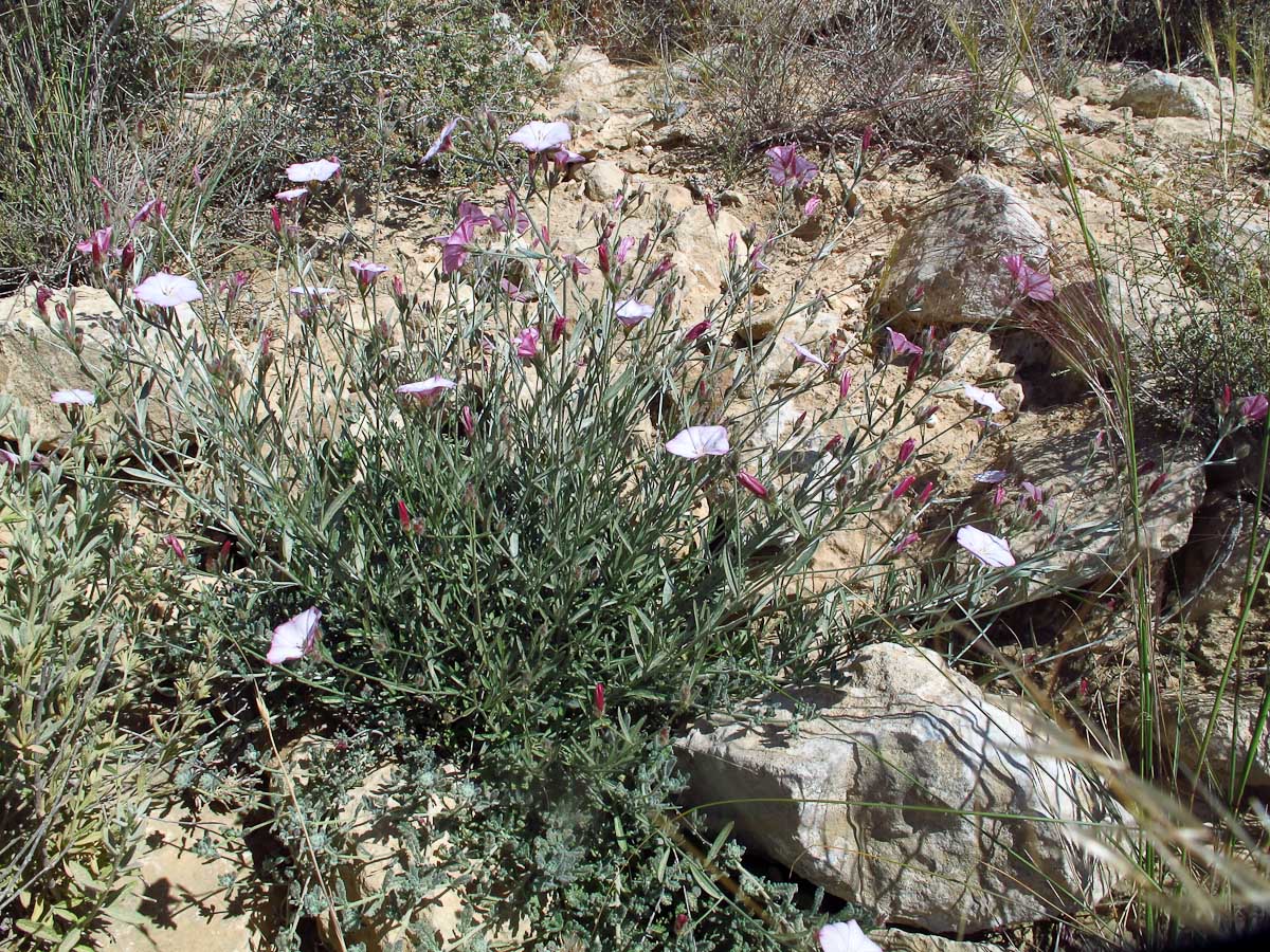 Image of Convolvulus oleifolius specimen.