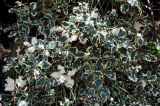 Ilex aquifolium. Листья в нижней части кроны взрослого дерева (Variegata). Германия, г. Krefeld, ботанический сад. 20.04.2013.