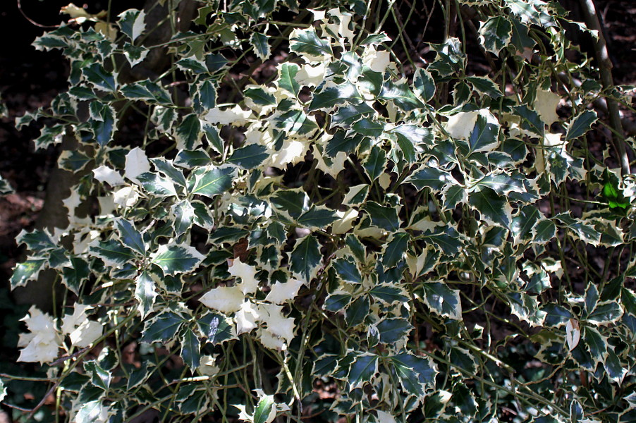 Image of Ilex aquifolium specimen.