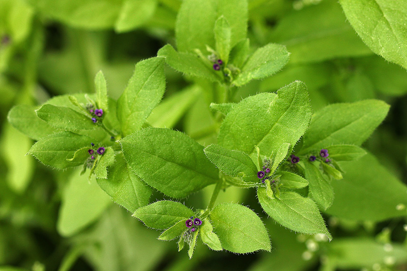 Изображение особи Asperugo procumbens.