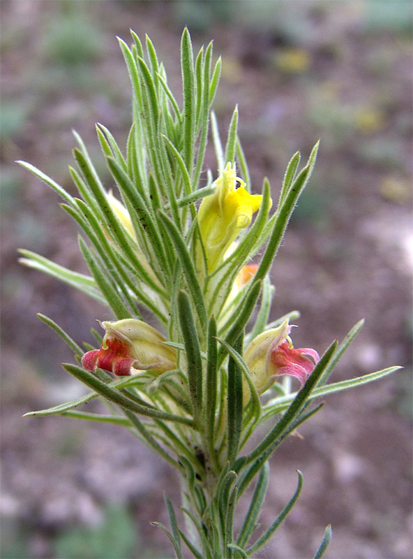 Image of Bungea trifida specimen.