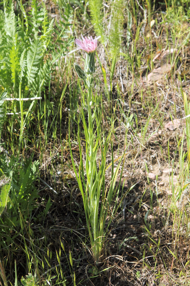 Image of Scorzonera tragopogonoides specimen.