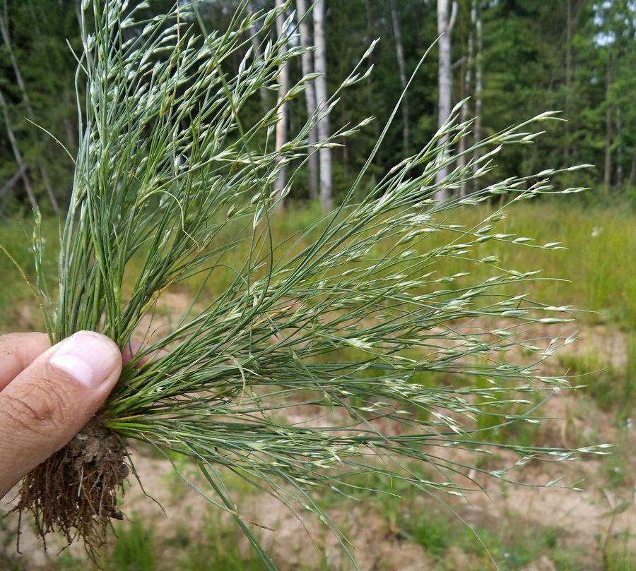 Image of Juncus bufonius specimen.