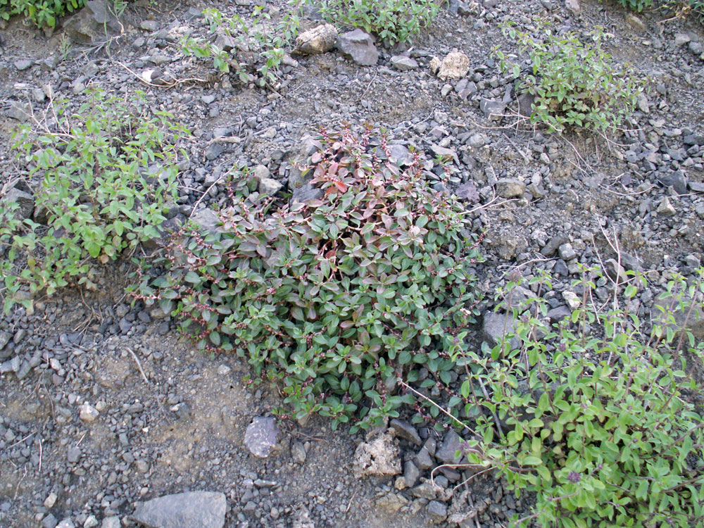 Изображение особи Polygonum cognatum.