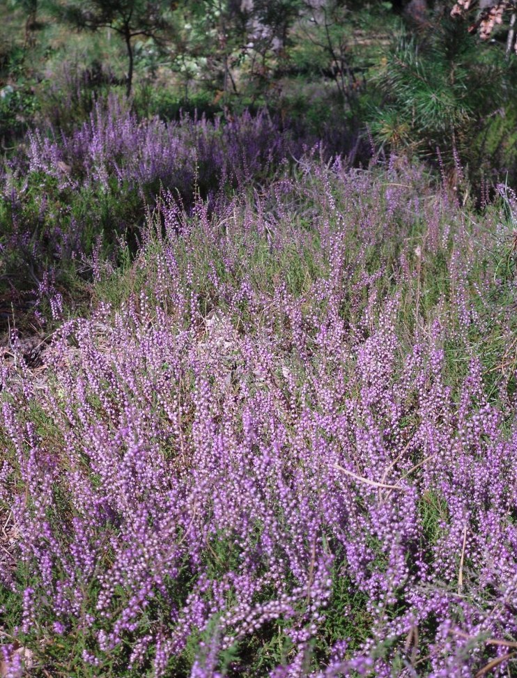 Изображение особи Calluna vulgaris.