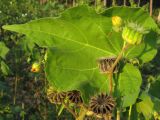 Abutilon theophrasti. Верхушка побега с бутоном, незрелым плодом и созревшими плодами. Краснодарский край, окр. г. Крымск, опушка соснового леса в пойме р. Адагум. 15.08.2013.