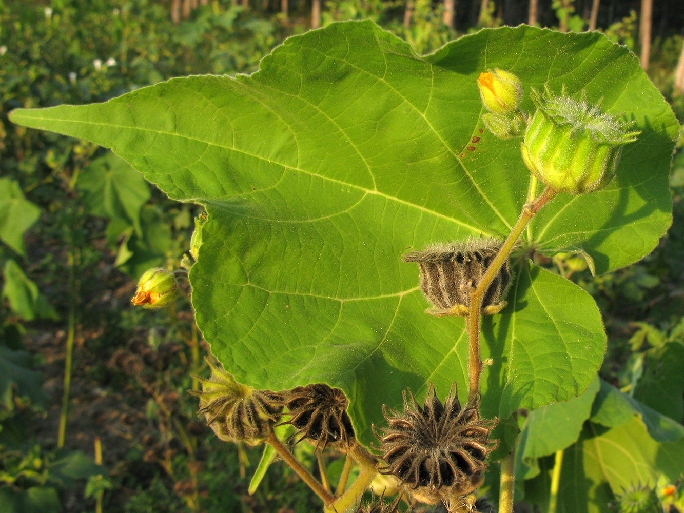 Image of Abutilon theophrasti specimen.