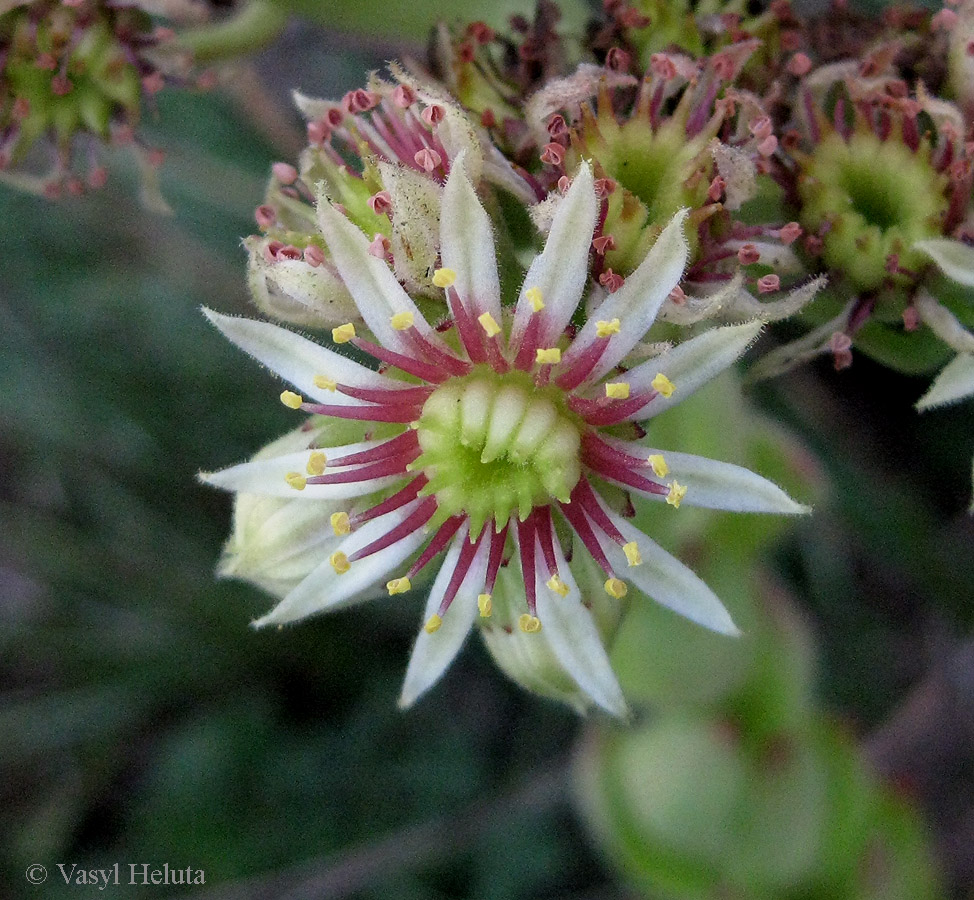 Изображение особи род Sempervivum.