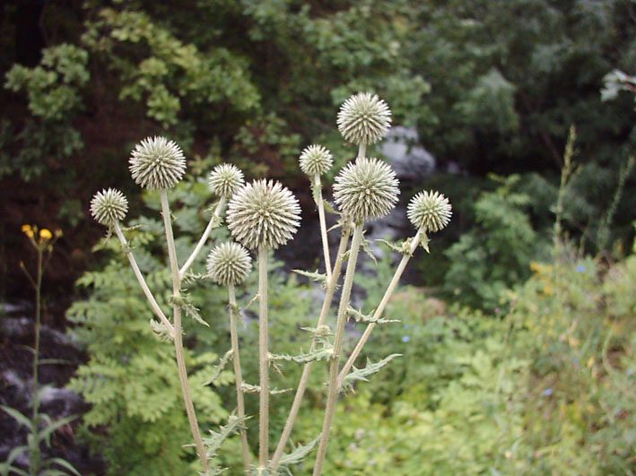 Изображение особи Echinops sphaerocephalus.