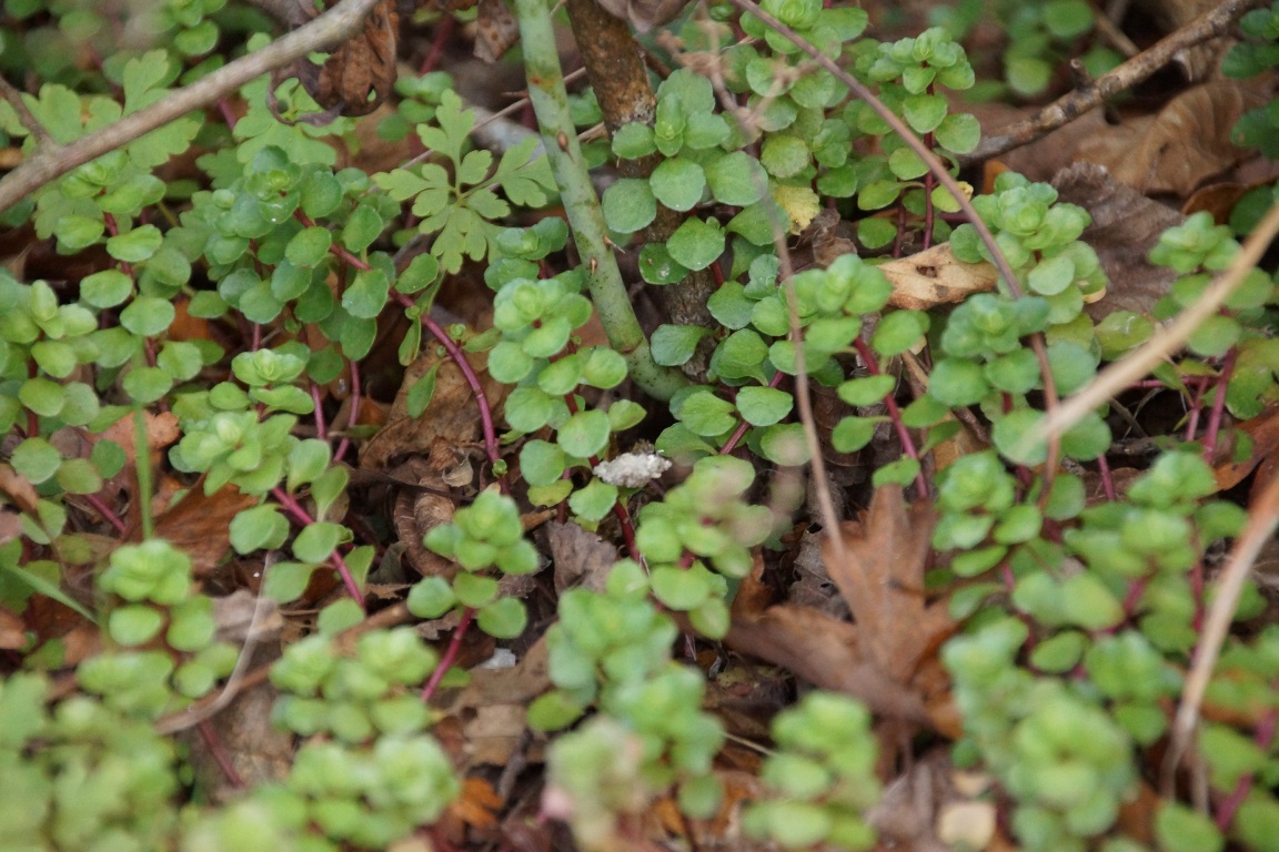 Image of Sedum stoloniferum specimen.