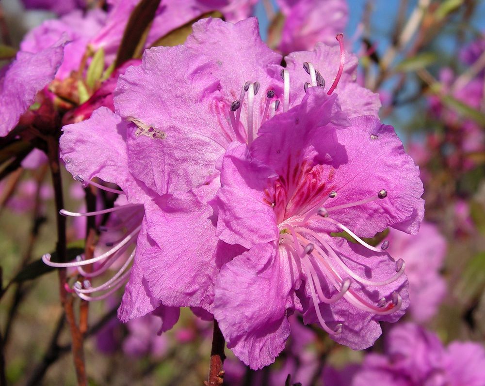 Image of Rhododendron dauricum specimen.