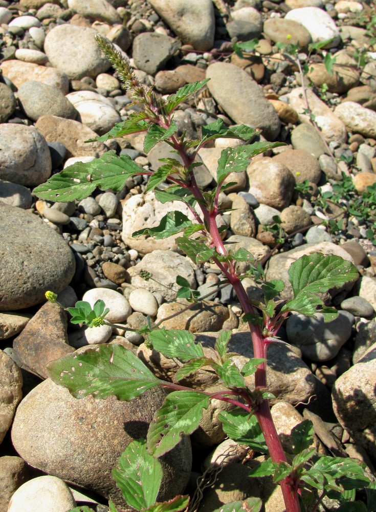 Image of Amaranthus spinosus specimen.