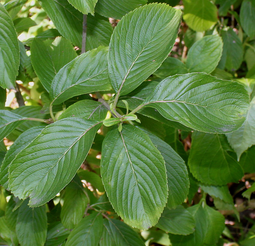 Изображение особи Viburnum sieboldii.